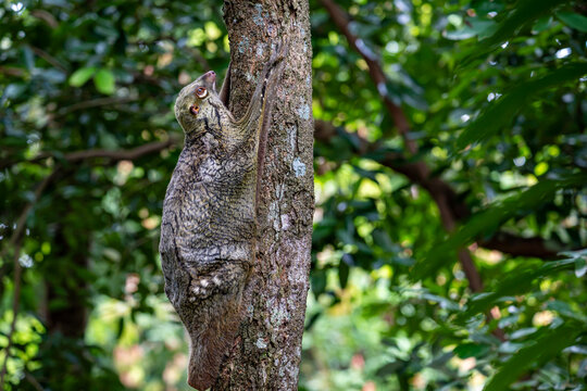 Sunda flying lemur - Galeopterus variegatus or Sunda colugo or Malayan flying lemur or Malayan colugo, found throughout Southeast Asia in Indonesia, Thailand, Malaysia, and Singapore