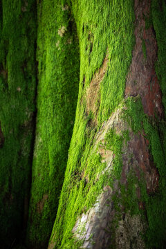Green moss growing on tree bark in forest