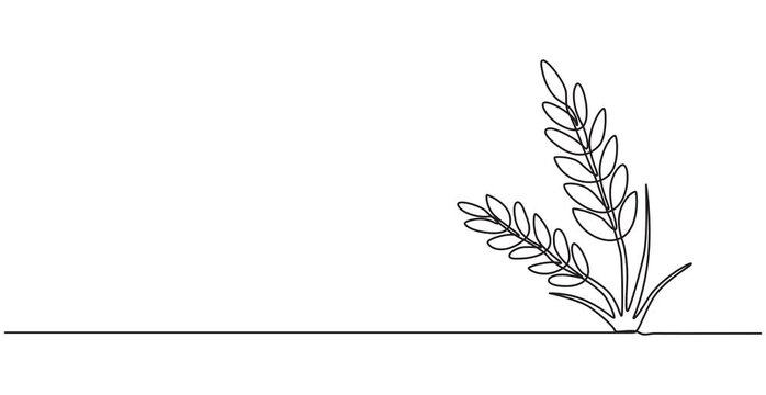 Animated self drawing of Ears of wheat one continuous line drawing .Fall harvest line art. Vector one line of spikelet . Thanksgiving symbol.Grain, One continuous line.pro