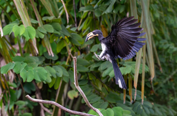 Oriental Pied-Hornbill - Anthracoceros albirostris large canopy-dwelling bird belonging to the Bucerotidae. © mylasa