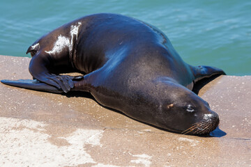 Fototapeta premium seal on the beach