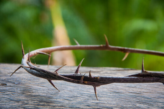 Crown of thorns representing the sacrifice and suffering of the Holy One.