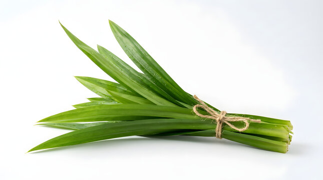 Fresh aromatic pandan leaf bundle tied with string, essential Indonesian flora for traditional cooking