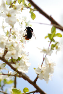 Bumblebee Foraging On Apple Blossoms