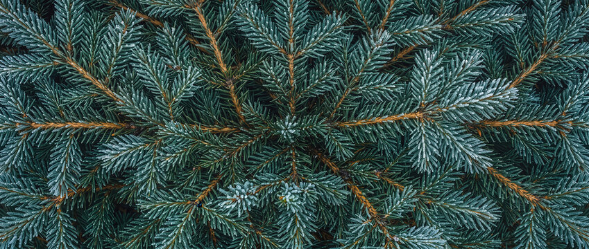 Spruce branches with frosted evergreen needles in a dense radial pattern, showcasing rich blue-green botanical textures for winter holiday banners, Christmas backgrounds, and seasonal designs