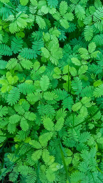 A high-angle, macro photograph capturing a dense, vibrant green carpet of small, pinnate leaves belonging to a sensitive plant (Mimosa pudica).