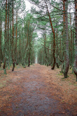 road in coniferous forest and pine trees with curved trunks © elenvd
