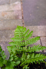 Close up of green fern frond growing outdoors on blurry background  © SK