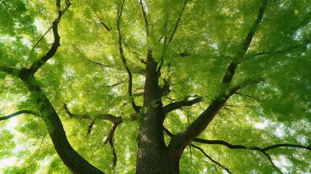 Majestic Beech Tree canopy viewed from below during a sun-dappled day with gentle camera tilt upwards