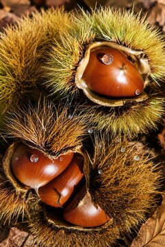 Ripe sweet chestnuts in opened spiny burrs on an autumn forest floor