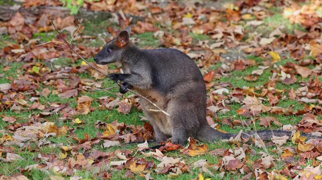 Swamp Wallaby, Wallabia bicolor, is one of the smaller kangaroos. This wallaby is also commonly known as the black wallaby