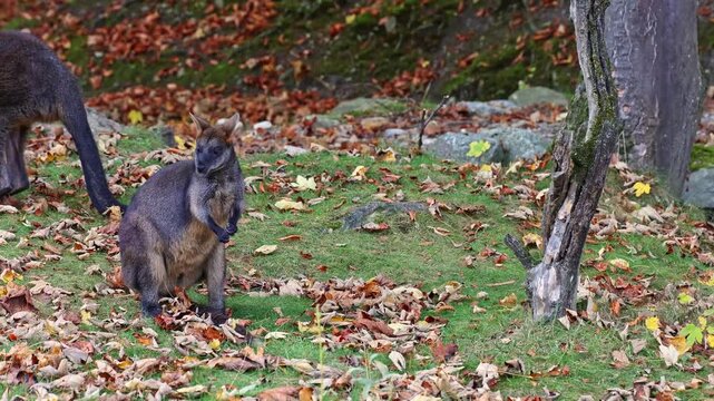 Swamp Wallaby, Wallabia bicolor, is one of the smaller kangaroos. This wallaby is also commonly known as the black wallaby