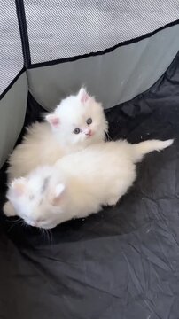 Two fluffy white kittens resting in a pet playpen