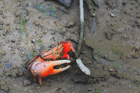 Bright red fiddler crab displaying its large claw while crawling on wet mudflat terrain for commercial nature stock