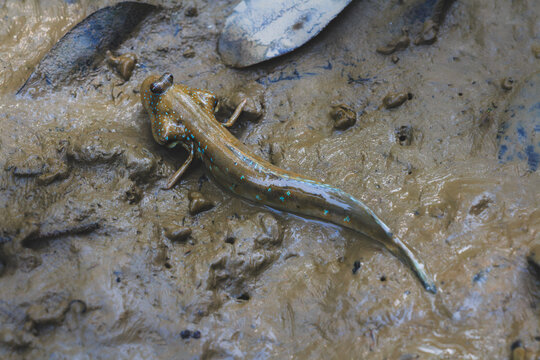 Close-up high-angle view of a blue-spotted mudskipper slithering across wet mudflat ground for commercial stock use