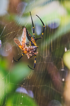 A giant golden silk orb-weaver spider (Nephila pilipes) wrapping caught insect prey in its web, captured for commercial nature stock photography