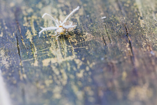 Close-up macro shot of a white planthopper nymph with waxy tail filaments crawling on weathered wood surface for commercial stock photography.