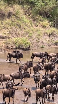 Great Migration of Wildebeest Herd Crossing Mara River in African Savanna