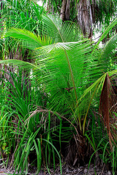 Young palm sapling in the tropical foliage.