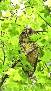 Himalayan Wood‑Owl Roosting Hidden Among Fresh Green Tree Leaves