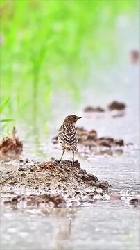 Red‑throated Pipit Standing on Mud Mound by Shallow Water
