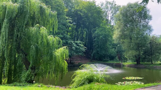 A view of a park pond featuring a spraying fountain under bright daylight, a graceful weeping willow on the bank, a dense green forest background, and water lilies floating peacefully.
