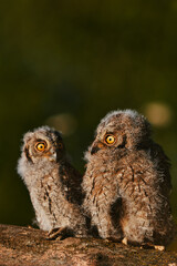 Portrait of fluffy nestling Eurasian scops owls Otus scops perched on a tree branch in a forest. Close-up of a young wild owl chick in Wildlife habitat, featuring soft feathers, expressive eyes.. © EvgeniyQW