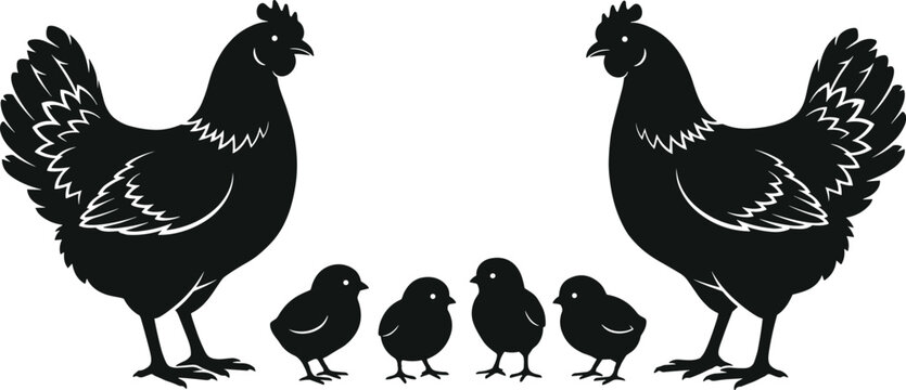 Black and white vector illustration of chicken family with hens and cute little chicks