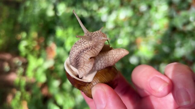 A close-up of a woman holding a small snail on her fingers against a blurry green forest background as the mollusk slowly crawls out of its brown spiral shell in summer.