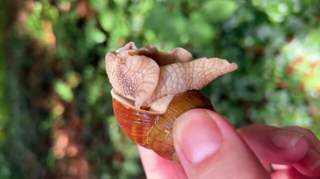 A close-up of a woman holding a small snail on her fingers against a blurry green forest background as the mollusk slowly crawls out of its brown spiral shell in summer.