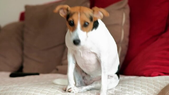 A beautiful Jack Russell dog with white, brown and black fur jumps off the sofa and walks on the parquet floor inside an apartment