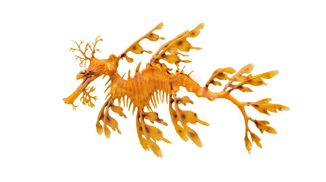 Leafy seadragon swimming, exotic orange marine life with camouflaged fins, unique underwater sea dragon creature for nature education isolated PNG with Transparent Background