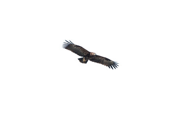 Fototapeta premium A majestic Golden Eagle (Aquila chrysaetos) flying in isolation against a transparent background. With its wings spread wide, it soars against a black background.