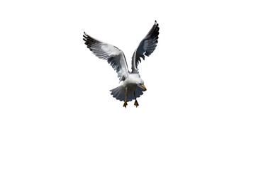 Obraz premium An isolated Armenian Gull (Larus armenicus) on a transparent background, raising its wings in a V-shape as it lands.