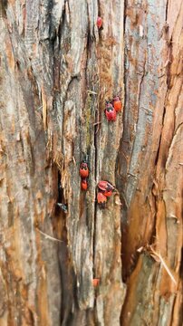 A vertical macro close-up of red firebugs and small nymphs crawling on the textured brown bark and rough organic surface of a tree trunk in wild nature.