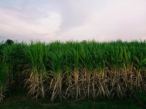 green corn field