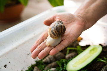 Hand holding achatina snail in a terrarium with fresh vegetables   © Maria A
