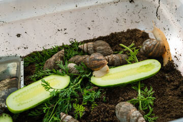 Snails eating cucumber and carrots in a compost environment   © Maria A