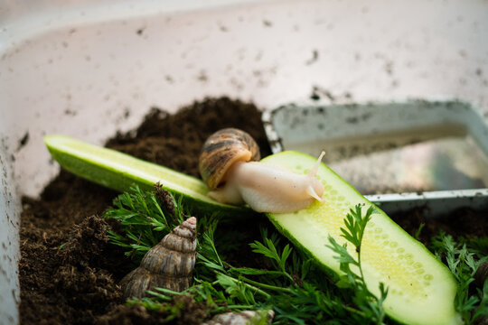 Achatina snail eating cucumber in terrarium with soil and carrots  