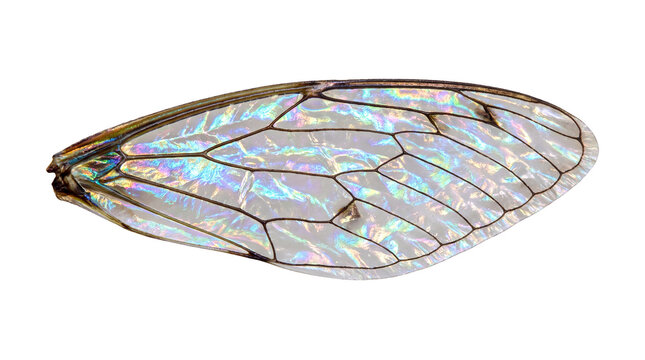 Iridescent insect wing with holographic texture. Translucent fly wing showing detailed vein patterns. Shimmering gossamer wing for biology and design. isolated PNG with Transparent Background