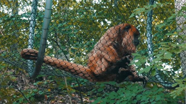 An orange monkey sits inside a netted structure at a Michigan zoo