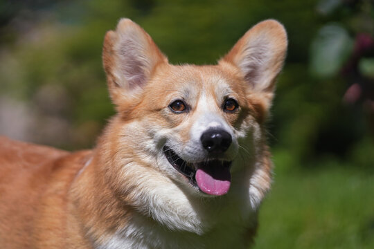 The portrait of a cute red and white Welsh Corgi Pembroke dog with a cropped ear posing outdoors in summer