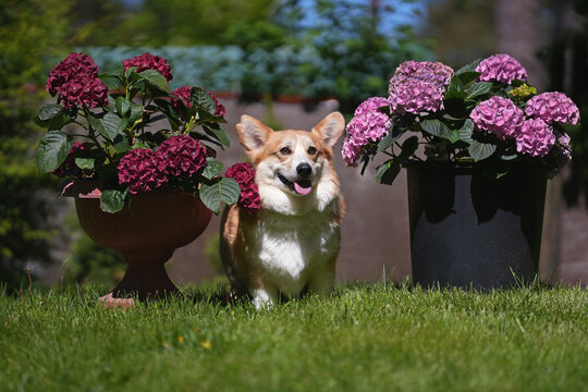 Adorable red and white Welsh Corgi Pembroke dog posing outdoors standing on a green grass between two flower pots with blooming hydrangea shrubs in summer