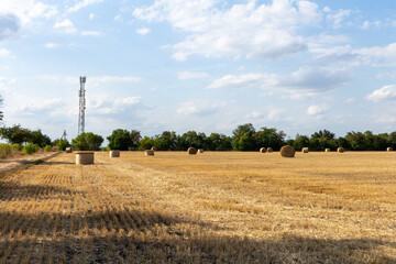 A field with hay bales © parpalac