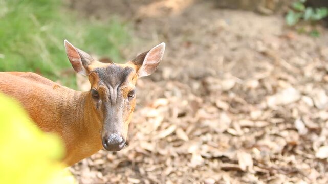 Wild Barking Deer on an Open Plain