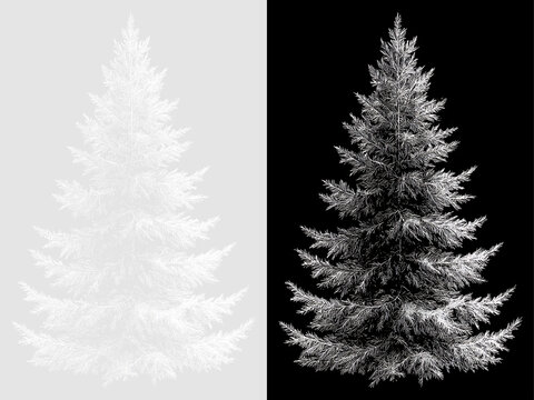 Hand drawn spruce tree sketch on transparent and black backgrounds. White line art evergreen pine tree illustration. Christmas holiday design element