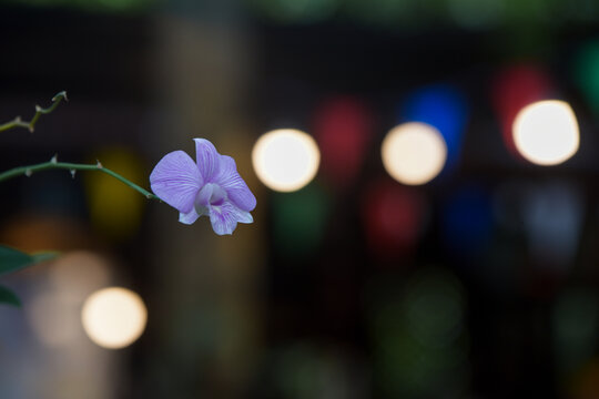 Orchids are blooming beautifully against a bokeh effect.