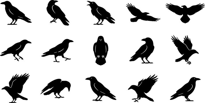 Collection of raven silhouettes depicts various poses against a stark white background avian birdlife corvid feathered fowl ornithology raptorial rook