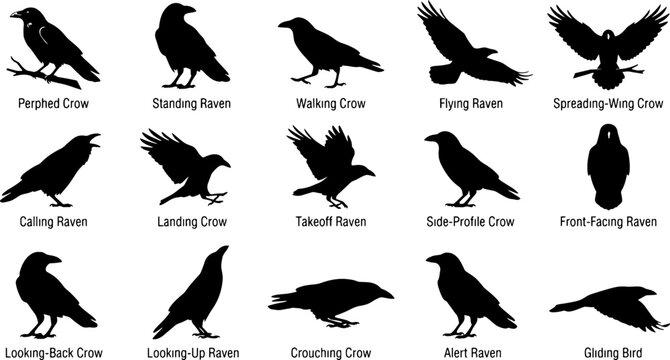 Collection of black silhouettes depicting various poses of crows and ravens against a white background avian bird corvid crow feather