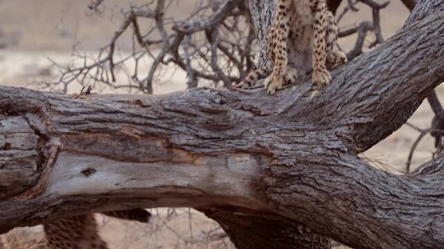 Early morning cheetah cubs playing on a fallen tree
